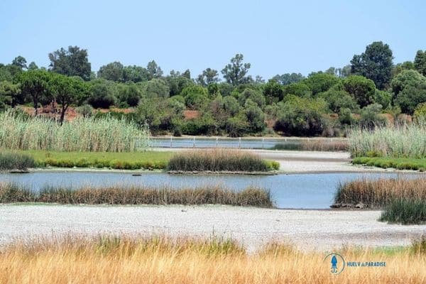 doñana en primavera