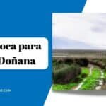 Mejor época para visitar Doñana: Descubre los mejores momentos para disfrutar de este parque natural