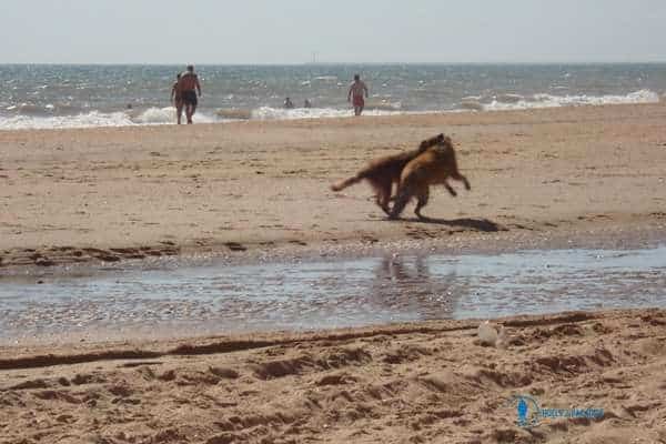 playa de mazagón para perros