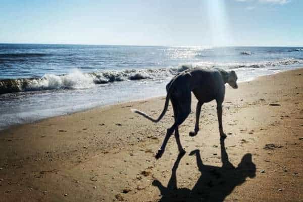 playa del espigón para perros