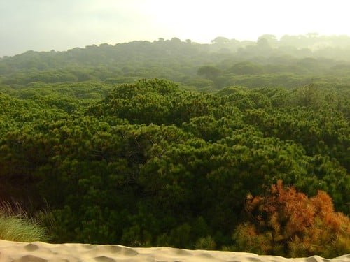 Parque Nacional de Doñana