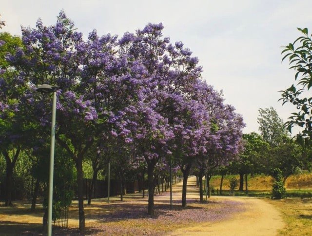 PARQUE MORET