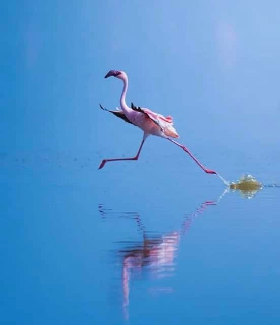 Pajaro corriendo en lago donana