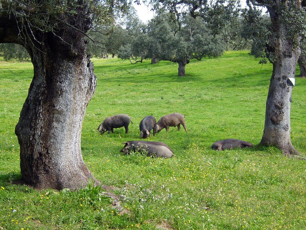 Dehesa en el Parque Natural Sierra de Aracena y Picos de Aroche (Huelva, Andalucía).