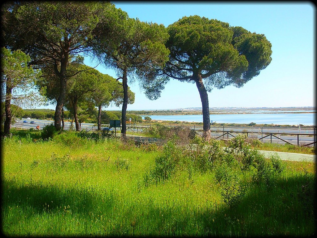 Marismas del Odiel (Huelva)