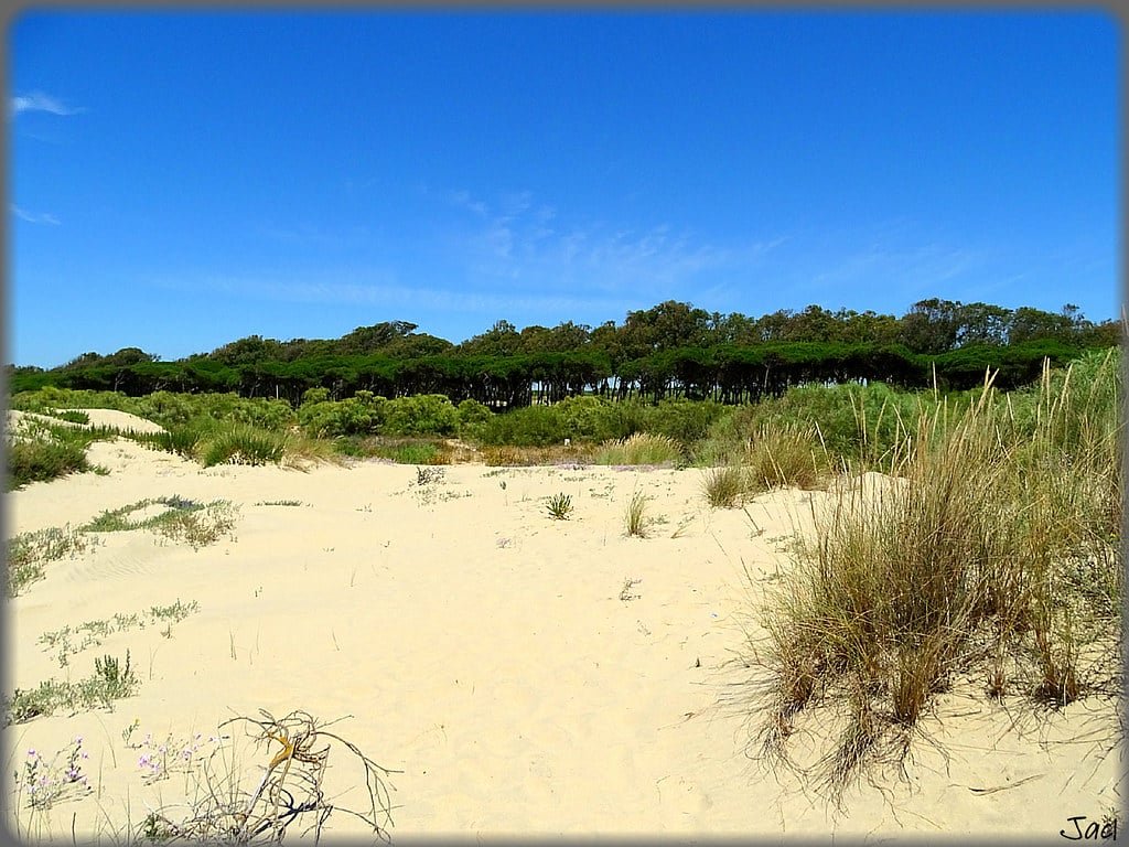 ISla cristina chiringuitos