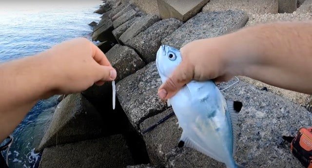 Buena pesca anchova en el espigon de Huelva en tamaño mediano