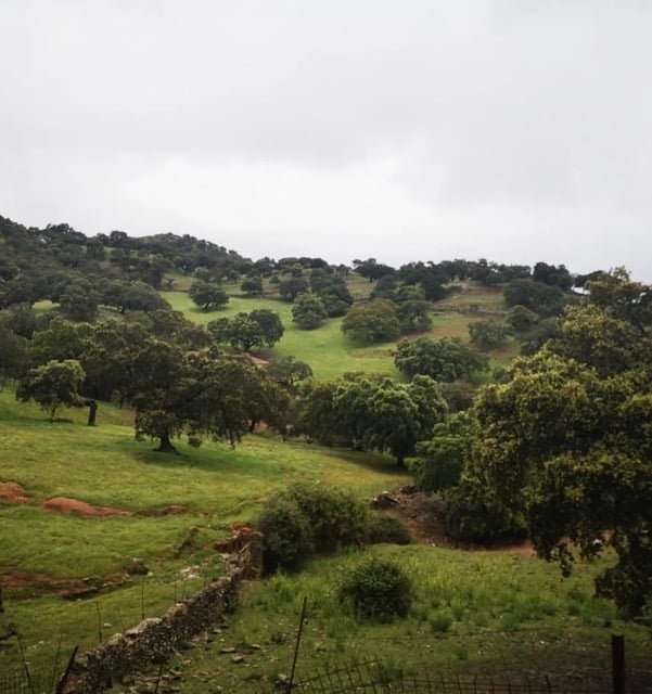 Finca Los Robledos 1