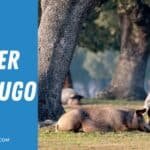 Qué ver en Jabugo: Descubre las atracciones turísticas de este encantador pueblo