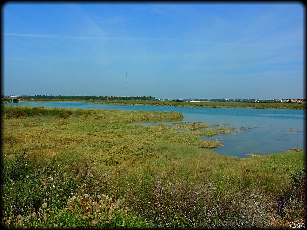 Marismas del Odiel (Huelva)